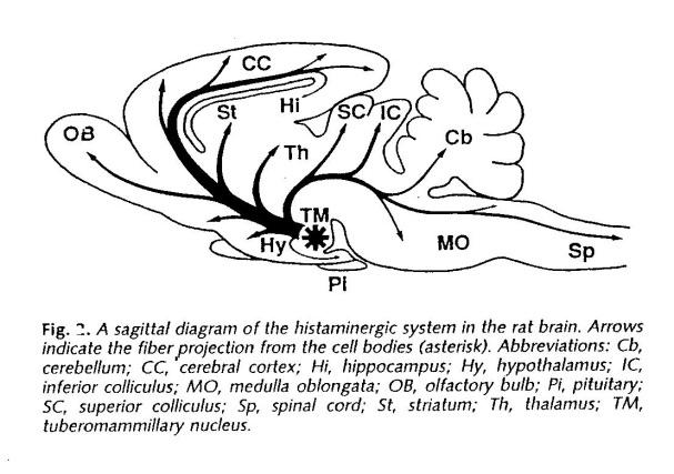 Hypotalamuksen