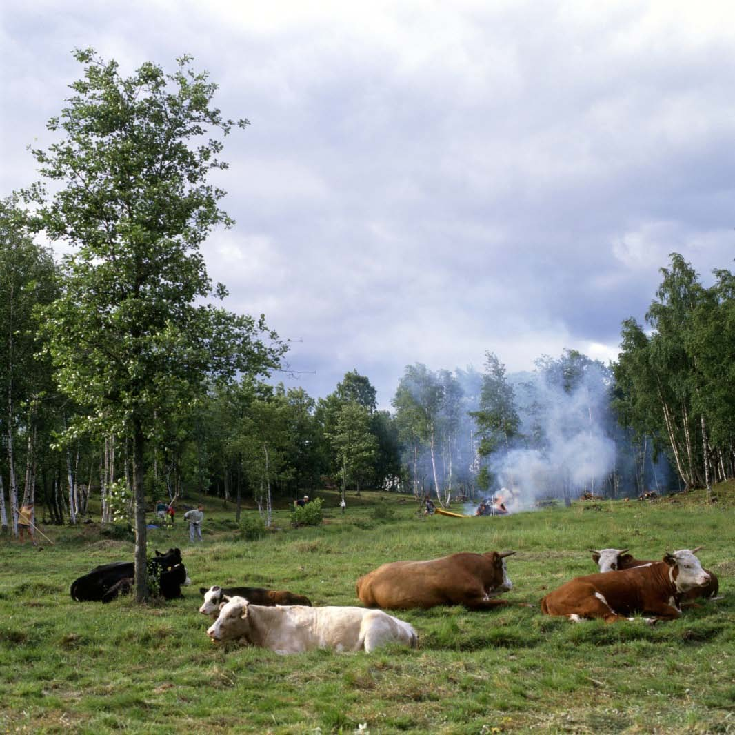 Maalaismaisemaa en saata unohtaa Maisemansuojelun tausta