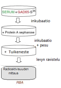 13 0,58 2,0 RU. ZnT8A-määrityksessä positiivisuuden raja-arvo on 0,61 RU ja uusintarajoina käytetään 0,30 3,0 RU.