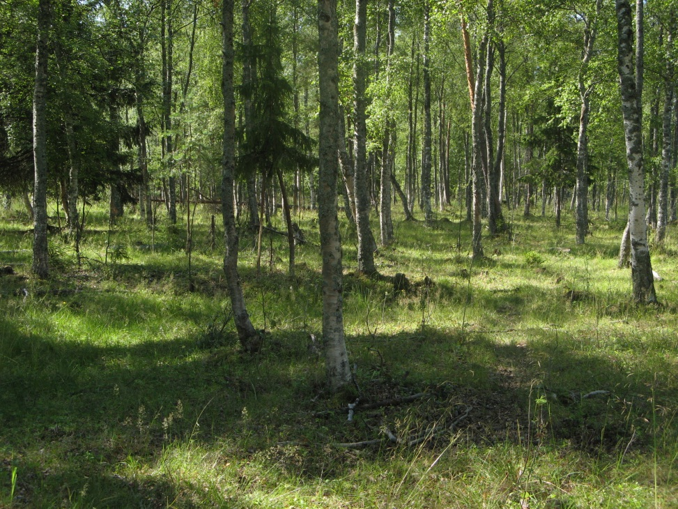 Kuva 4. Lypsykarjatilan valoisaa laidunnettua rantakoivikkoa. puita, voisi sen kautta yhdistää käytävällä lohkot 1003, 1001 ja 1009, joilla on tilatuki (Kuva 3).