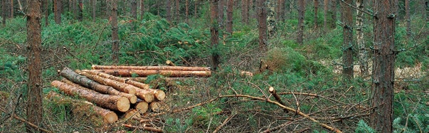 4 PUUKAUPPA JA HAKKUUT Alkukesän vilkkaana käynyt puukauppa nosti metsäteollisuuden yksityismetsistä vuonna 2007 ostaman puumäärän 40,5 miljoonaan kuutiometriin, joka on uusi ennätys.