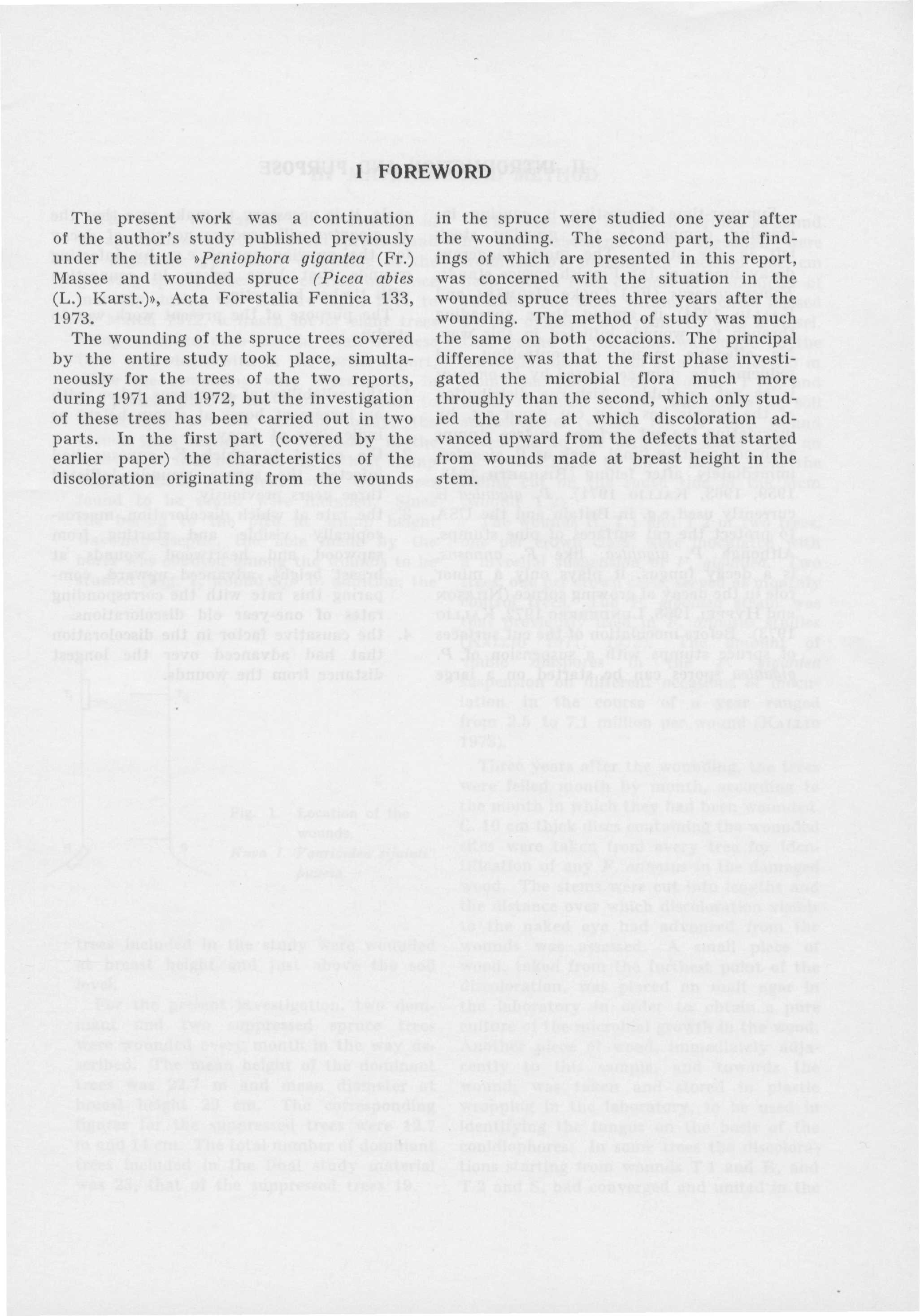 I FOREWORD The present work was a continuation of the author's study published previously under the title»peniophora gigantea (Fr.) Massee and wounded spruce (Picea abies (L.) Karst.