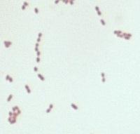 Alfa-hemolyyttinen streptokokki (Streptococcus