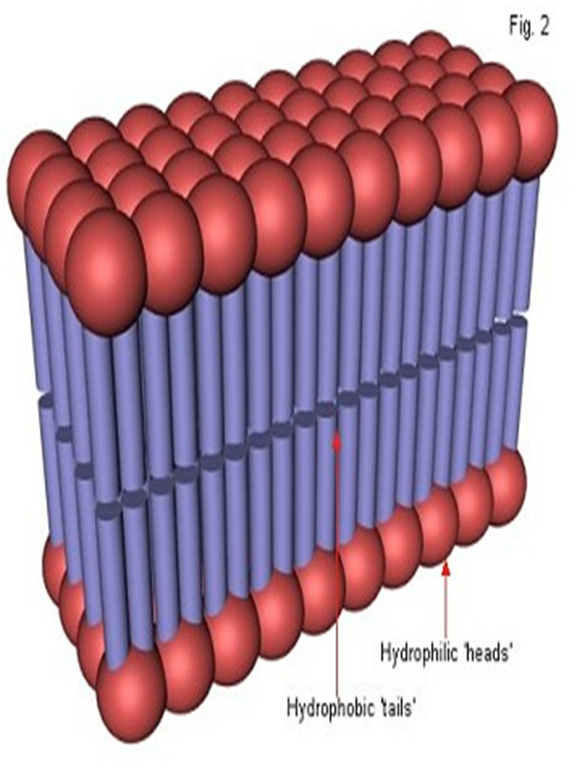 Hermoston fysiologia I 1 HERMOSTON FYSIOLOGIA I Biosähköiset ilmiöt Kalvopotentiaali Hermosolun lepopotentiaali Hermosolun aktiopotentiaali Ionikanavat Intrasellulaarinen/ekstrasellulaarinen mittaus