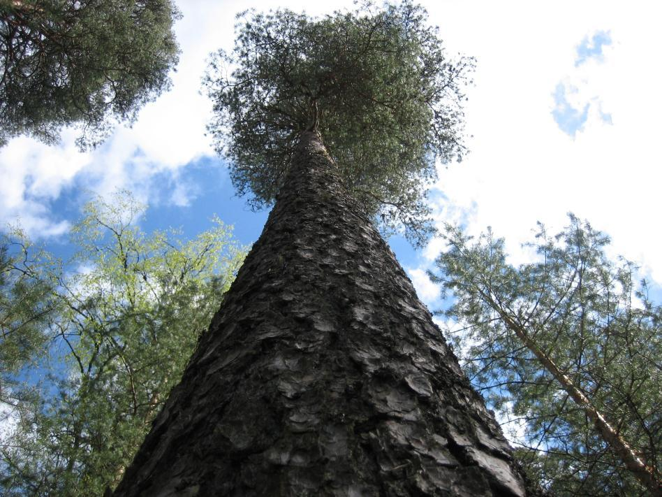 Korkeus (cm) Koepuiden tutkimussahaus tukeiksi Vanhat puut: 4 m tyvitukki 4 m ylempi tukki, H 12 m 2,5 m pölli UPM-tukkirajan alapuolelta