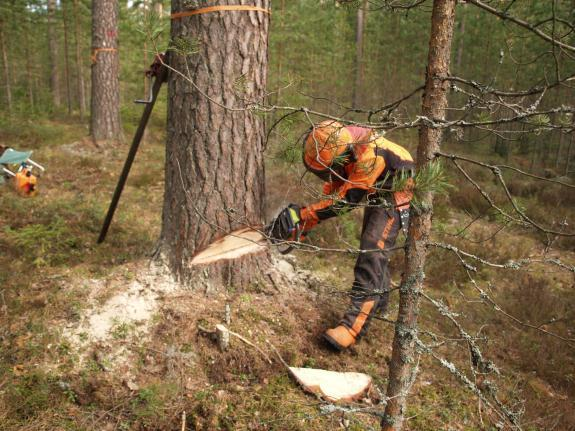Koepuiden mittaukset Vanhat puut: Oksamittaukset Jokaisesta