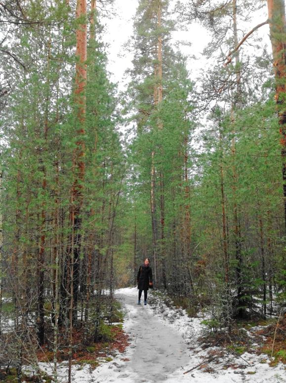 Erirakenteiskasvatus männiköissä näin se voi toimia (Sauli Valkonen ja Riikka Piispanen) Erirakenteis- ja kaksijaksoiskasvatuksen yhdistelmä uudistushakkuu (siemen- tai