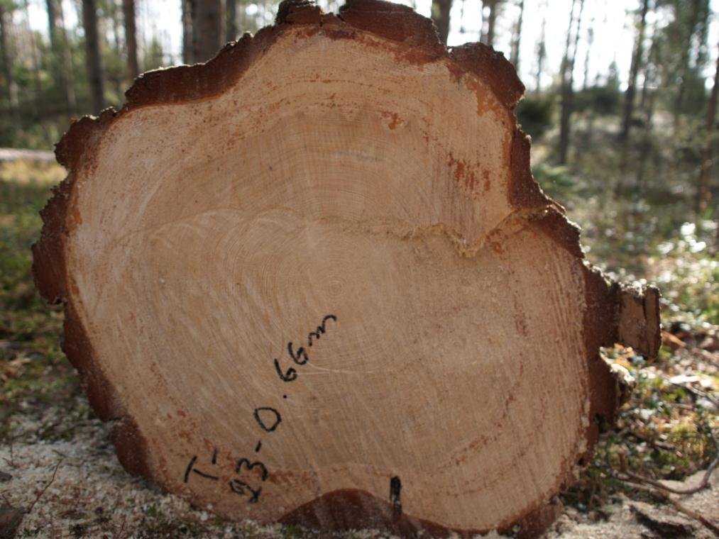 Halkeamien synty Vanhat puut: Mekaaninen