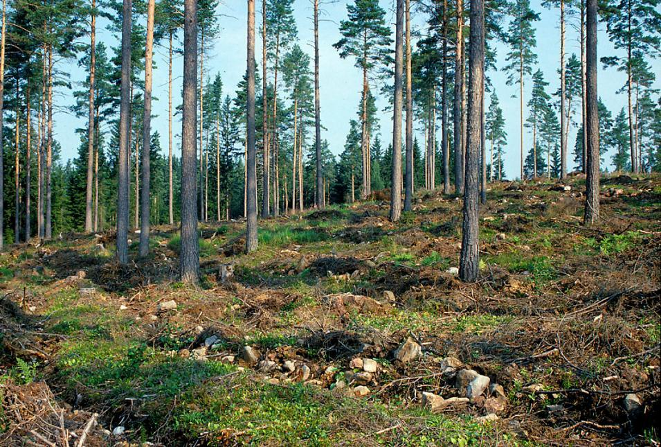 Kehitys ja käsittely siemen- tai suojuspuuhakkuu