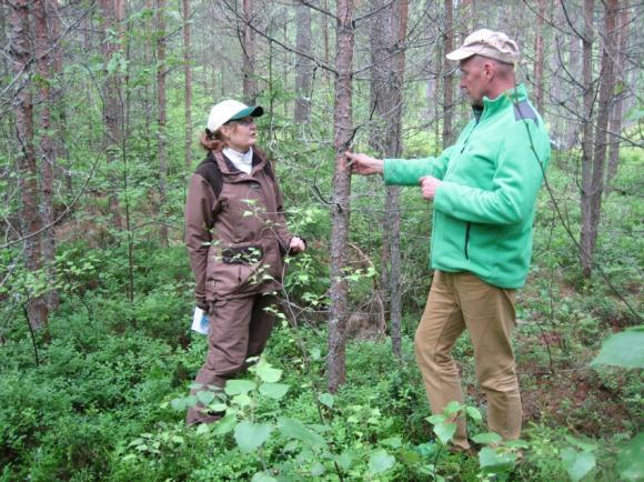 Korkeaa laatua männiköissä Alempi (nuori) puujakso Vähemmän ja pienempiä oksia Valkonen 2000, Ruuska