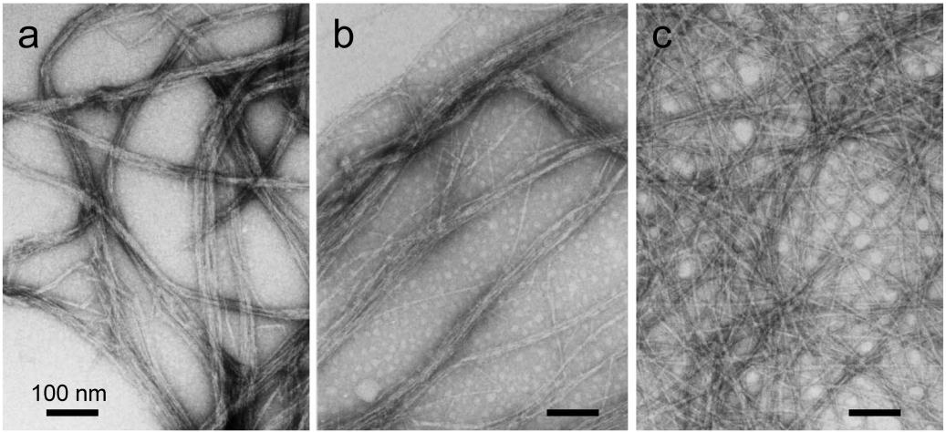 Riikka Piispanen Riikka Piispanen Electron micrographs showing the aggregation of cellulose fibrils