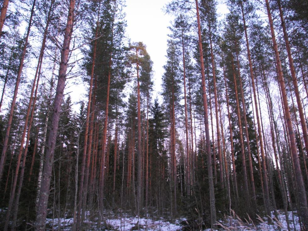 Kehitys ja käsittely uusi sukupolvi pian hakkuukypsä muutama