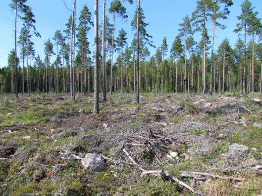 Kuten kuvasta näkyy, alueella harjoitetaan nykyaikaista metsänhoitoa, jonka jäljet näkyvät maastossa