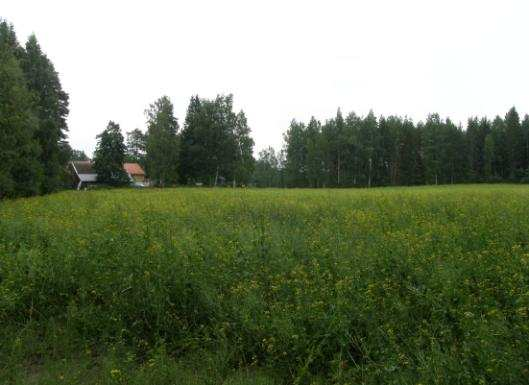 metsäsaarekkeen vasemmalla eli länsipuolella. Kuva: Kalle Luoto 21.7.2011. Kuva 20.