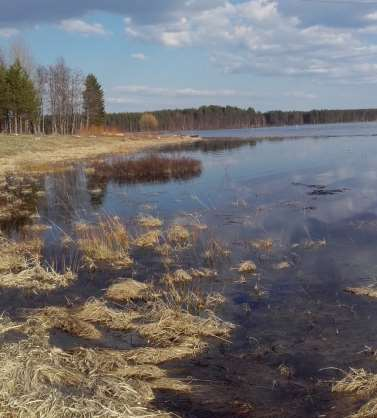 ILOMANTSIN KAAKKOISOSAN RANTAOSAYLEISKAAVAN MUUTOS Suunnittelu 12 kutsutussa laituriniemessäkin, jonne on rakennettu kivinen laituri. Kuva 9. Minne loppuu pelto ja missä alkaa Koitajoki?