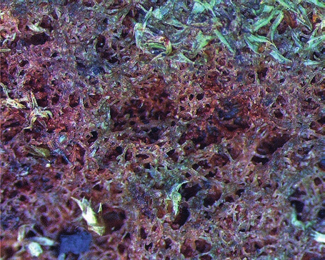 metsärahtusammalen lehdet ja versot näyttävät jäykiltä, ja lehdissä on usein keskellä selvä taitos. Ojarahtusammalen solut ovat suurempia, liuskojen tyvellä (10 )13 16( 20) µm leveitä.