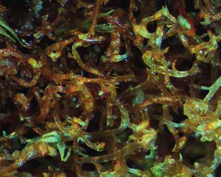 Steriilien versojen lehtiliuskat ovat tyveltään 4 6( 8) solua leveitä (kuva 50). Lehtisolut ovat huomattavan kookkaita, lehtiliuskojen tyvellä (12 )15 18 µm leveitä ja 16 22( 28) µm pitkiä.