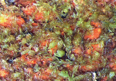 Saksipihtisammal, Cephalozia bicuspidata (L.) Dumort. Saksipihtisammalen versot ovat 0,3 1 mm leveitä ja 5 25 mm pitkiä. Versojen väri vaihtelee kalpeanvihreästä tummanvihreään tai hieman punertavaan.