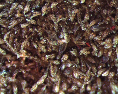 Kantopihtisammal, Cephalozia catenulata (Huebener) Lindb. Kantopihtisammalen versot ja kasvustot ovat usein likaisen värisiä (kuva 122). Versot ovat 0,4 0,6 mm leveitä ja 4 15 mm pitkiä.