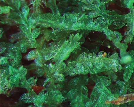 Hapsipihtisammal, Cephalozia leucantha Spruce Kuva 126. Kynsipihtisammalen versoja lähikuvassa. Hapsipihtisammalen versot ovat n. 0,2 mm leveitä ja 4 10 mm pitkiä.