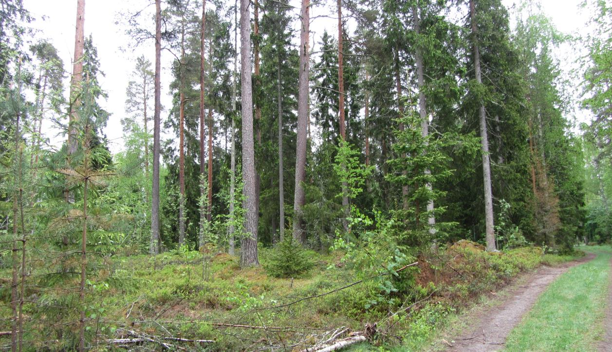 Kirkonreitti. Kuva 4.