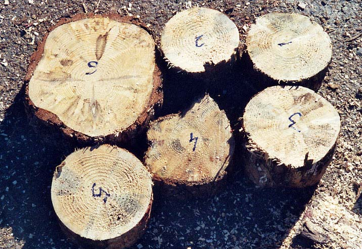 Vesivarastoitua puuta Maavarastoitua
