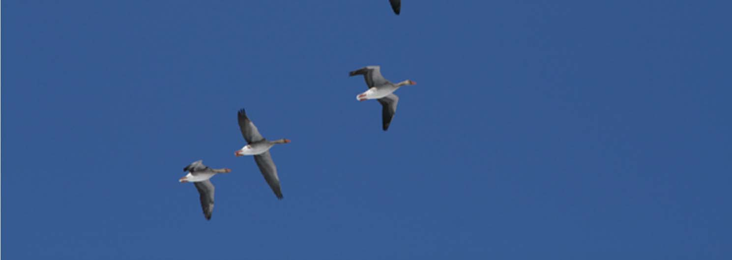 Group  