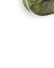 Dingo Oil