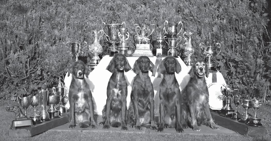 Ballydavid-kennel: 10 koevoittoa 2011 ja neljä näyttelyluokkavoittoa (vaikka kuusi viikkoa koekaudesta jäikin väliin) käyttövalio Creg Rena, kansainvälinen käyttövalio Ballydavid Aodh, kansainvälinen
