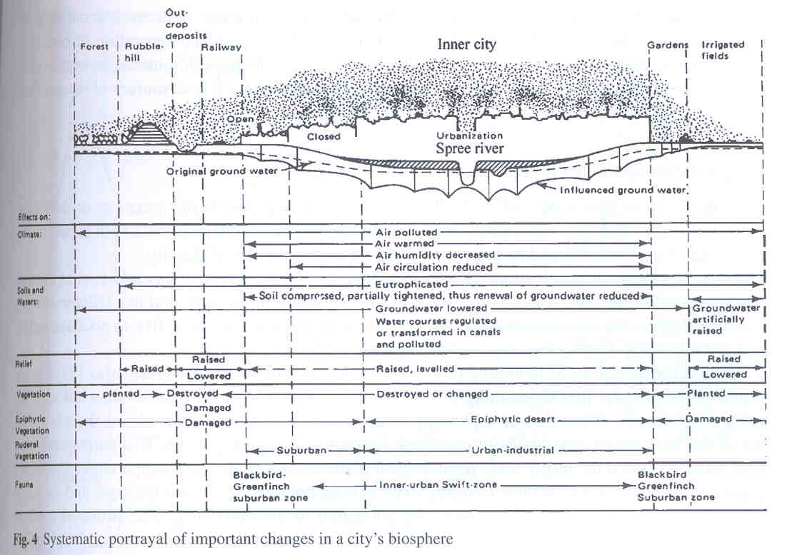 (Sukopp 2008; In: Marzluff et al.