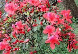 Ruukkuatsalean biologiaa Ruukkuatsalea (Rhododendron Simsii-Ryhmä) kuuluu