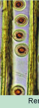 KUVA 5. Rengas- eli pihahuokonen [7] Puukuitujen soluseinät koostuvat pääosin selluloosasta, hemiselluloosista ja ligniinistä. Selluloosa on lineaarinen polymeeri, joka koostuu glukoosiyksiköistä.