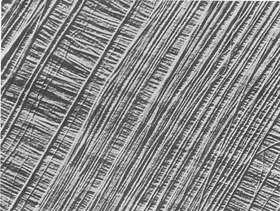 KUVA 8. Suluseinän selluloosamikrofibrillejä [6] KUVA 9. Havupuiden soluseinän likimääräinen kemiallinen koostumus [6] Puukuidut muodostavat suurimman osan puuaineksen soluista.