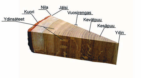 2.1 Puukuidut Puuaines muodostuu valtavasta määrästä muodoltaan ja tehtäviltään erilaisista pitkulaisista soluista, jotka ovat huokosten kautta yhteydessä toisiinsa.