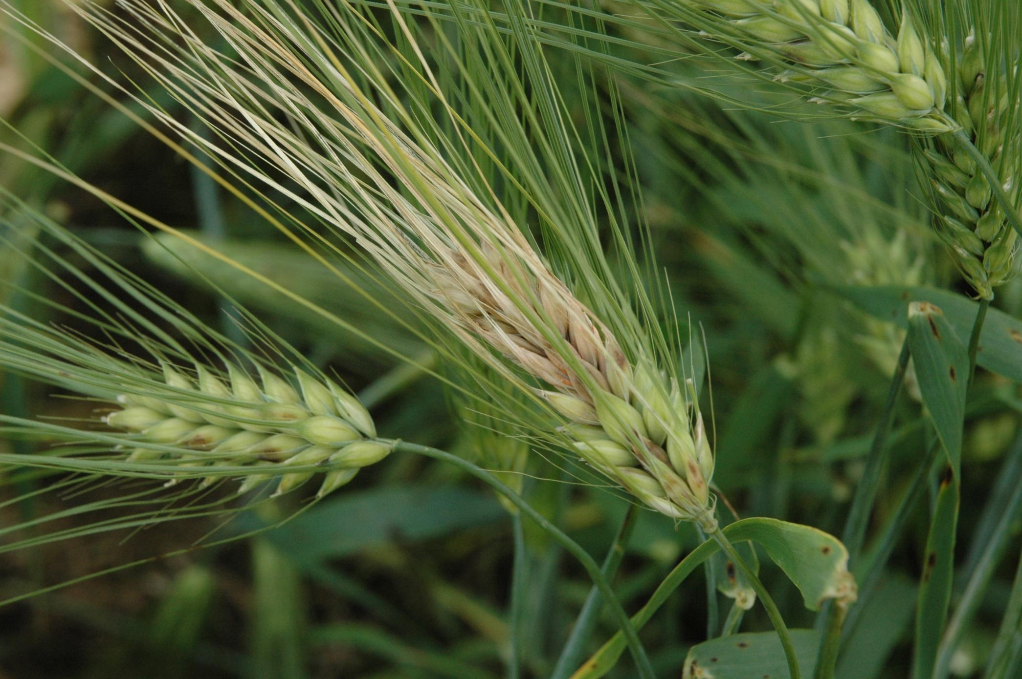 FUSARIUM CULMORUM Maa- ja