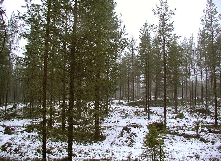 1 JOHDANTO 1.1 Tausta Maa- ja metsätalousministeriön ja metsäkeskusten välisissä tulossopimuksissa on sovittu yhteisten tarkastusmenetelmien käytöstä metsälakien valvonnassa.