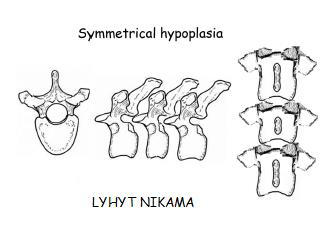 Kuva 8 Short vertebra, lyhyt nikama (Gutierrez-Quintana ym. 2014) Alkuperäistä kuvaa muokattu. 2.3.