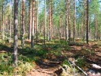 Metsätalouden ulkoisia