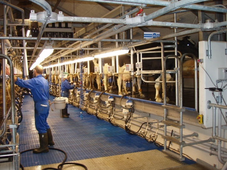 Dairy cows The milk yield of dairy cows has increased dramatically during the last 40 years, and is now about 10 times that of beef cattle Both management and genetics have been important, genetics