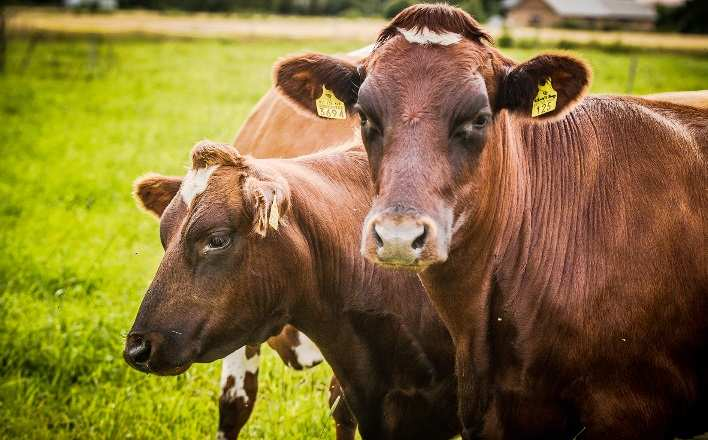 Maitotuotto-rehukustannus euroa/lehmä/pv Säilönnällisen laadun heikkeneminen merkitsee 4 lehmän karjassa euroa pienempää maitotuoton ja rehukustannusten