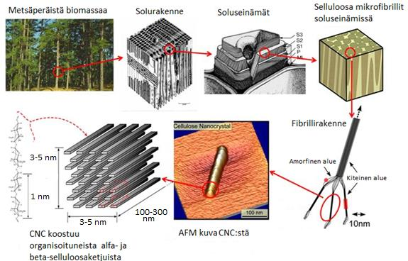 40 Puusta saatavat selluloosakuidut ovat halkaisijaltaan muutamien kymmenien mikrometrien luokkaa ja pituudeltaan ne ovat muutaman millimetrin mittaisia. Nämä kuidut koostuvat säikeistä tai ns.