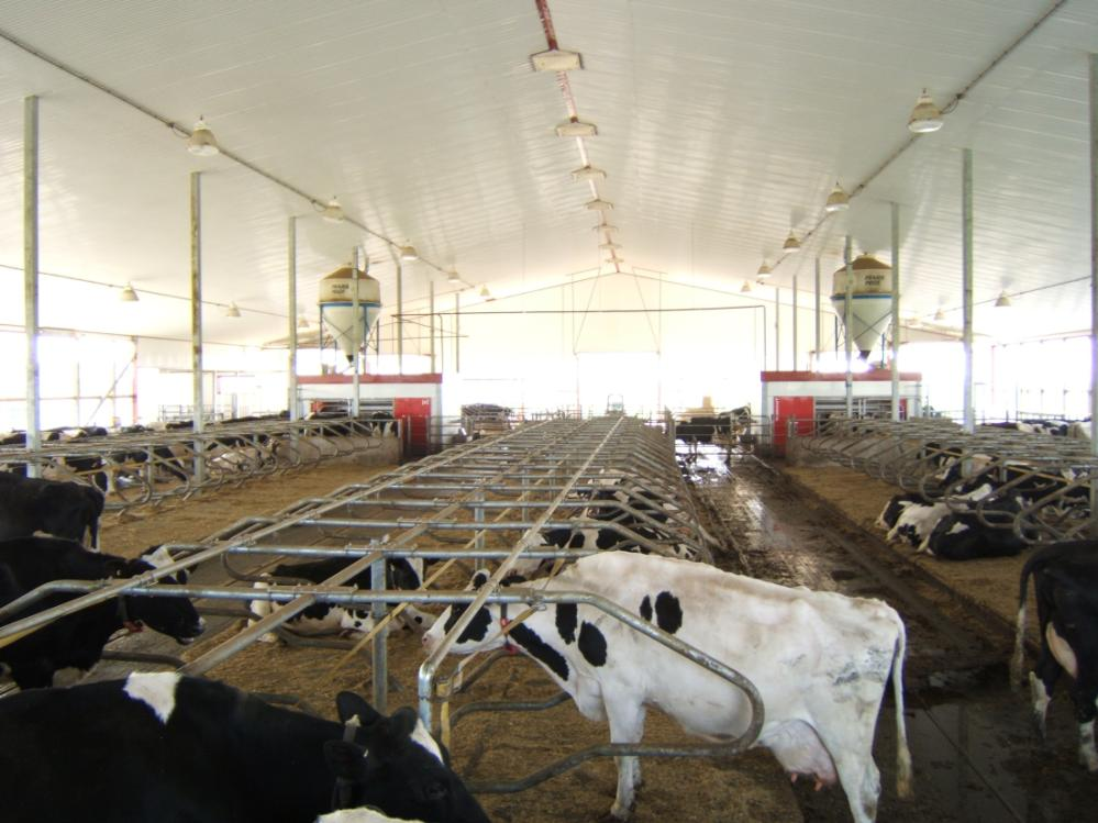 % of Cows 13.2.2012 Onko robotin kädellisyydellä väliä? Cows Choosing to be Milked in Stall 101 vs 102 (average 52.