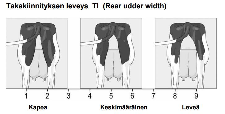29 Kuvio 2. Takakiinnityksen leveyden lineaariset pisteet (Lineaarinen rakennearvostelu 2015). 4.