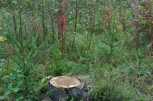 Juurikääpä ERIKAssa erittäin suotuisat olot juurikäävän (Heterobasidion parviporum) ja muiden lahottajien menestymiselle kuusikoissa toistuvat hakkuut korjuuvauriot ei puulajinvaihtoa, kantojen