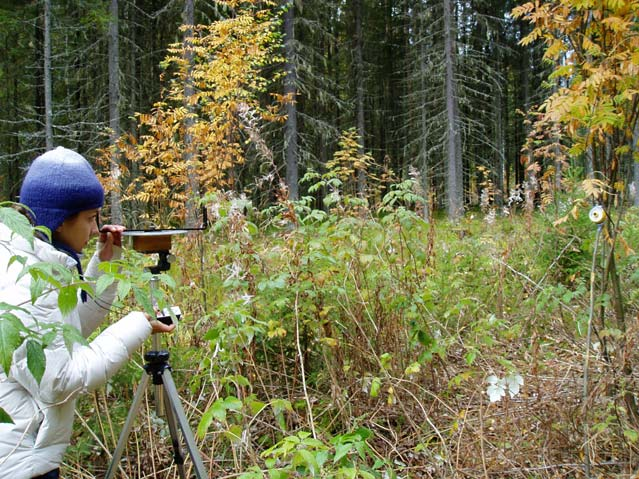 Pienaukot helpompi hallita ja uudistaa kuin eri-ikäismetsätalous valopuut kokeiltu 20-40 m