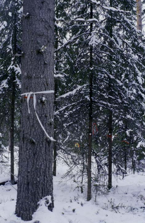 Metlan ERIKA-hanke Kuusikoiden kasvattaminen eri-ikäisinä Etelä-Suomessa (= poimintahakkuu) perusmalli jota testataan korkean