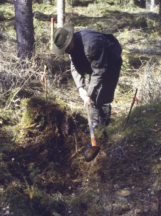 Taimettumisen edistäminen Kasvipeitteen poistokoe 1. paljastettu humus (mpk) 2. kylvö (ky) 3. mpk + kylvö 4.