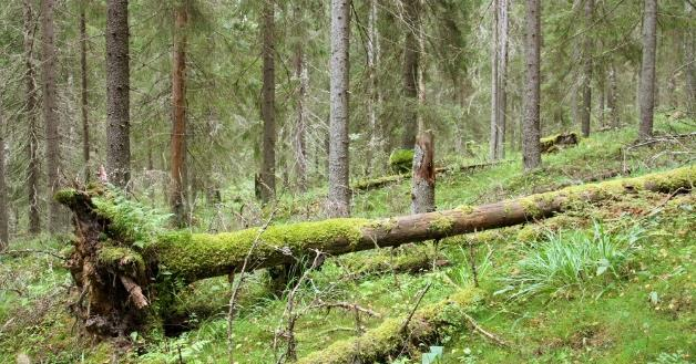 Päijänteenmäki Päijänteenmäen vanha metsä sijaitsee itäisellä Keuruulla Pohjoisjärven kylässä.