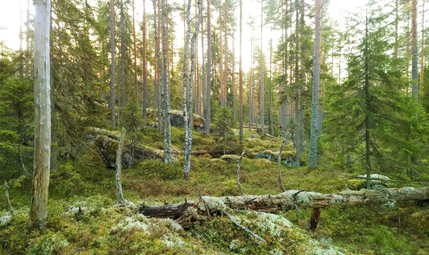 Johdanto Keurusseudun Luonnonystävät ry:n vapaaehtoiset kartoittajat, pääasiassa tämän raportin kirjoittajat, suorittivat syksyllä 2015 kääväkäsinventointeja Keurusseudun suojelemattomissa metsissä.