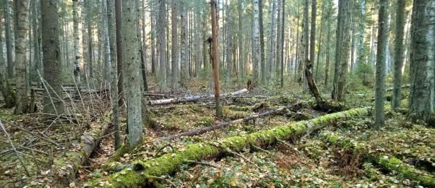 Keuruun entisen varuskunta-alueen metsät Varuskunta-alueella inventoitiin niitä vanhoja metsiä, joita Metsähallituksen toimesta ei inventoitu.